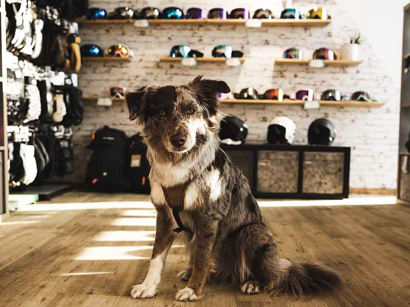 Verleihshop Skischule Skiverleih Total in Glungezerstrasse 17, Tulfes